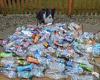 Scruff the border collie clears HUNDREDS of plastic bottles during his daily ... trends now