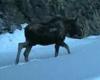 Moose seen in Washington's Mount Rainier National Park for first time EVER trends now