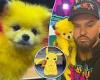 Miami puppy dog store owner fined for dyeing his Pomeranian red and yellow to ... trends now