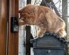 Doorbell is just fine for this clever cat who scales fence, alerting owner's ... trends now