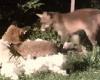 Pillow fight! Playful fox cubs are caught grappling over cushion left for them ... trends now