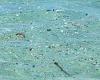 Amount of microplastics found on the seafloor has TRIPLED in just 20 years, ... trends now