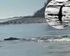 Has a Loch Ness Monster moved to NC? Snake-like creature slithering an inlet ... trends now