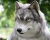 Japanese man spends £18,000 on 'ultra-realistic' wolf costume to fulfil his ... trends now