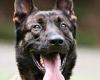 Belgian malinois is pick of the pack for brains as it's named world's most ... trends now