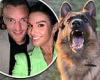 Is this Rebekah Vardy's new guard dog? WAG posts snaps of ferocious hound trends now