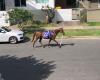 Horses reined in on streets of Surfers Paradise after beach race escape
