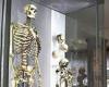 Skeleton of the 'Irish Giant' is removed from London museum trends now