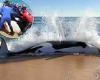 Killer whale dies after beaching itself on Palm Coast in Florida in 'very rare' ... trends now