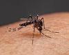NSW mosquito virus capable of causing convulsions and lifelong neurological ... trends now