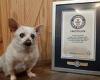 Spike the Chihuahua mix from Ohio is now the oldest dog in the world at 23 ... trends now