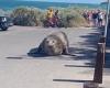 Elephant seal causes chaos in Point Lonsdale Victoria, trying to break into ... trends now