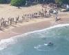 Dolphin mauled by shark at Manly's Shelly Beach clears hundreds from water at ... trends now