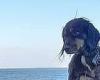 Spaniel miraculously survives 90ft fall off Dorset cliff when it landed in ... trends now