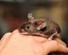 Pest controllers use face recognition to track rodents as population in Britain ... trends now