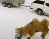 Camel tramples worker to death after he punched it in the face at a Russian ... trends now