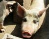 Pig wakes up at slaughterhouse and kills butcher in Hong Kong trends now
