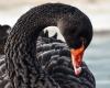 Black swans quickly die from bird flu. The reason is hidden in their DNA