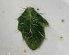 Woolworths: Shopper discovers 'spiky' and potentially toxic leaf inside their ... trends now