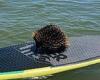 An echidna is rescued after floating in a lake 70metres from the shore at ... trends now