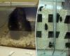 Shocking footage shows 'cruel' experiments carried out on rodents at ... trends now