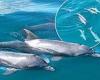 Stunning drone footage captures a huge pod of dolphins off the coast of Florida trends now
