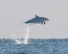 'Flying' dolphins leap out of the water off the coast of Yorkshire in ... trends now
