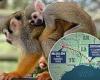 Now 12 squirrel monkeys are missing from Louisiana Zoo days after two were ... trends now