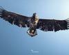 'Flying barndoor' eagle returns to the Isle of Wight after two years trends now