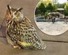 Eurasian eagle owl escapes Central Park Zoo after cage cut by vandals trends now