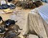 Hoarding couple found dead surrounded by 150 starving cats in their dilapidated ... trends now