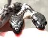 Mutant two-headed SNAKE born in Australia is named after Batman's nemesis  trends now