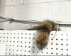 Raccoon gives cops the runaround in Colorado warehouse trends now