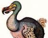 MATT RIDLEY: Scientists will one day bring back dodos, great auks and even ... trends now