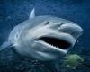 Stella Berry bull shark attack: Myths about predator and dolphins after Swan ... trends now