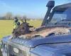 Royal Agricultural University student strapped dead stag to Land Rover trends now