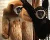 'Immaculate conception' of female gibbon who became pregnant despite living ... trends now