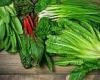 Eating just ONE portion of leafy greens a day may de-age brain by four years trends now