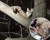 Serval is rescued in Cincinnati after it escaped owner during an arrest trends now
