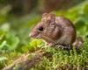 Scientists create mice with TWO biological fathers trends now