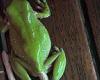 Astonishing moment a snake is pushed out of a frog's backside: 'You can never ... trends now