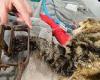 Two cats rescued from steel jaw traps in Perth, WA trends now