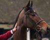 sport news Marie's Rock will defend her crown in Tuesday's Close Brothers Mares' Hurdle trends now