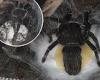 Moment a tarantula releases an oozing egg sac is captured in rare video trends now