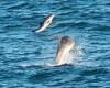 Dolphins play with lone harbour porpoise off the coast of Cornwall in 'very ... trends now