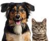 Dogs increase your risk of a sleep disorder - while cats boost the chance of ... trends now