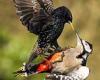 Air to air combat! Moment woodpecker battles starling for food sending feathers ... trends now