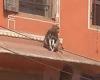 Shocking moment monkey kidnaps a DOG and leaps across rooftops with the ... trends now