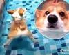 Corgis really DO have a bubble butt! Science explains why the lovable dog's ... trends now