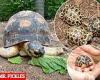 90-year-old tortoise named Mr. Pickles becomes a father of three with his ... trends now